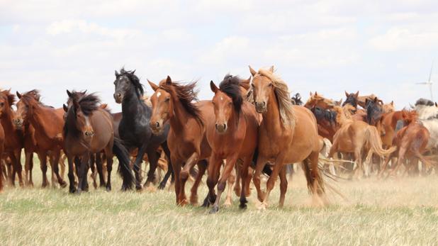 Descubren el origen de todos los caballos domésticos modernos