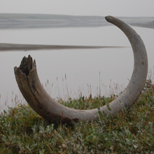 Un colmillo de mamut en la orilla del río Logata, Siberia