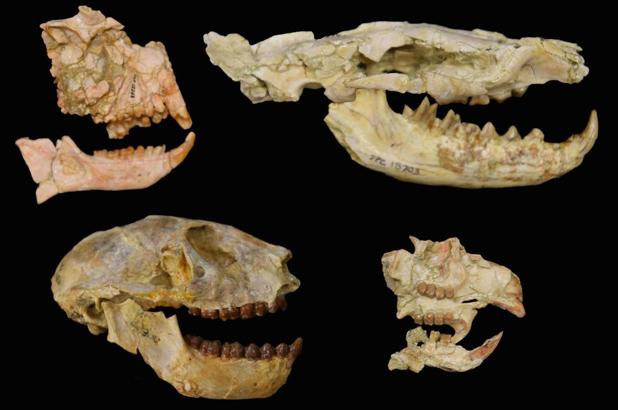 Los humanos, a punto de no existir debido a una 'extinción perdida' hace 34 millones de años