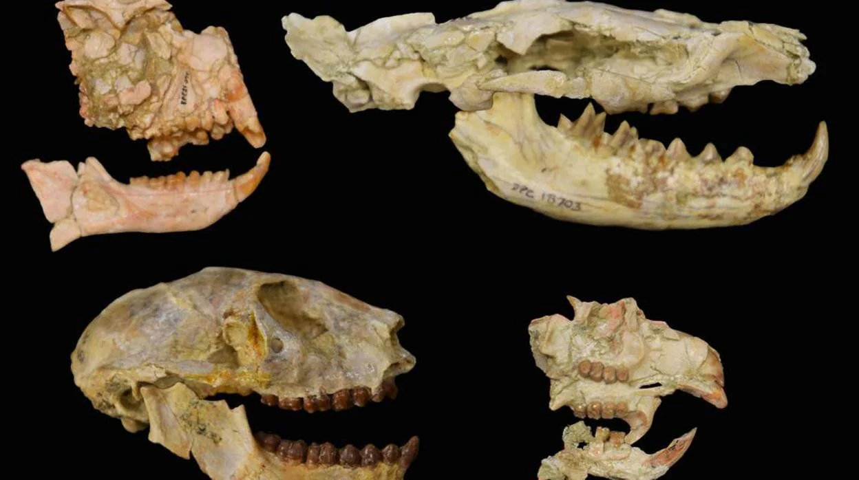 Fósiles de las cinco líneas evolutivas gracias a las que los investigadores descubrieron un nuevo episodio de extinción masiva