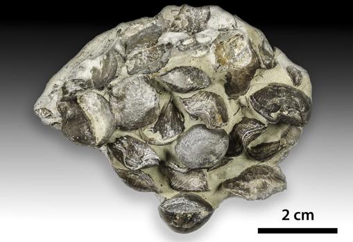 Imágenes de detalle de fósiles del afloramiento del período Ordovícico en la isla de Anticosti, Quebec, Canadá