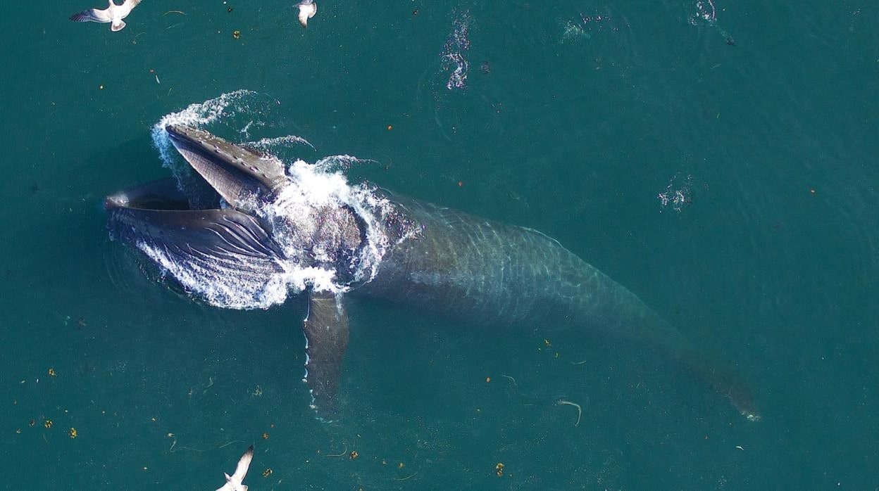 tumor Cubo número Las ballenas más grandes del mundo comen tres veces más de lo que se creía