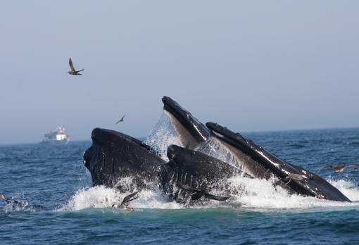 Una ballena jorobada se alimenta de lanza de arena en el Santuario Marino Nacional Stellwagen Bank