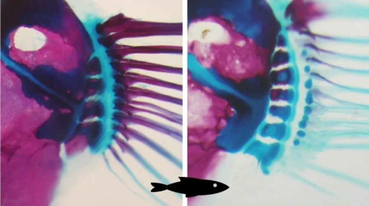 La mutación del gen Gli3 hace que se formen demasiados huesos en la aleta del pez medaka
