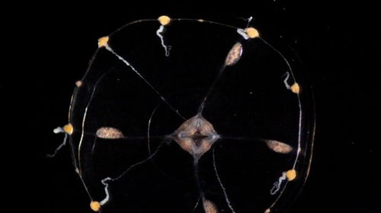 Las medusas no tienen un cerebro centralizado; más bien, sus células cerebrales (neuronas) se distribuyen en una red difusa por todo el cuerpo. Como se muestra en este video, este estudio descubrió gracias a las neuronas coloreadas que en realidad existe una organización espacial en la forma en que se activan las neuronas cuando el animal coordina el comportamiento.