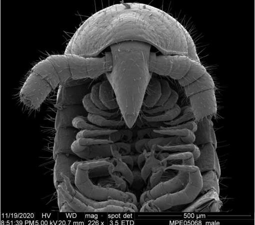 Vista dorsal de la cabeza y vista ventral de los gonópodos de un Eumillipes persephone macho