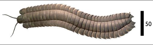 Reconstrucción del milpiés gigante Arthropleura