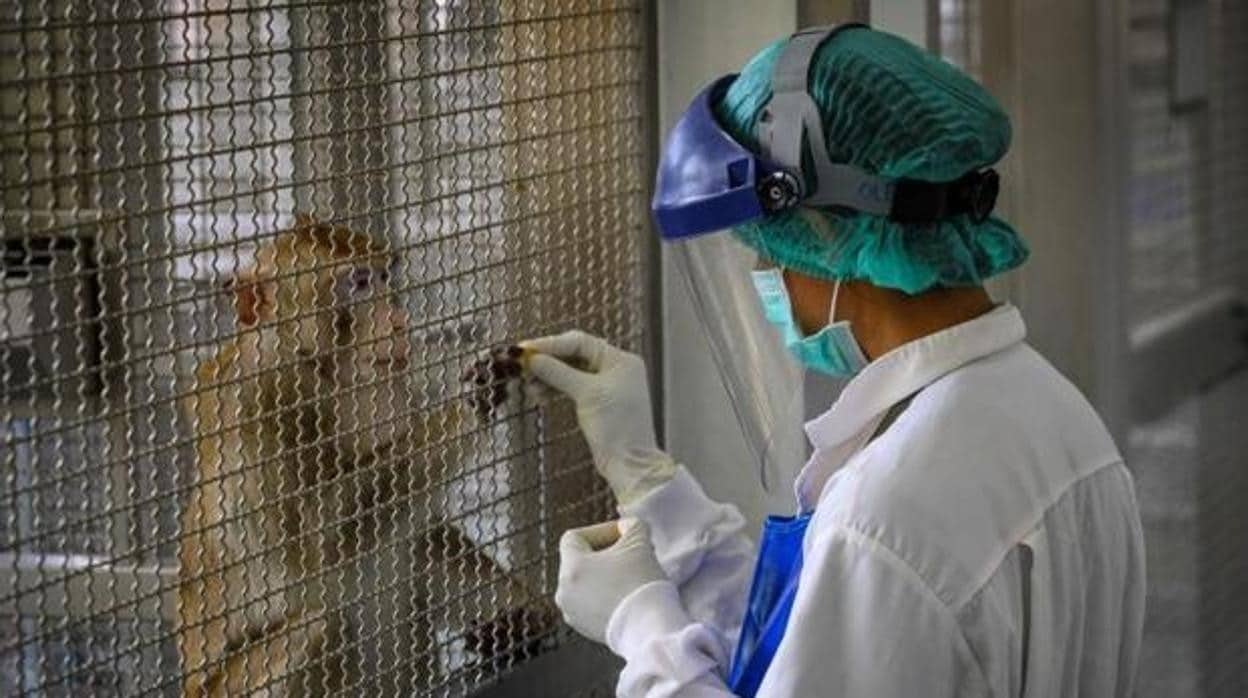 Los laboratorios que experimentan con animales salen de la oscuridad