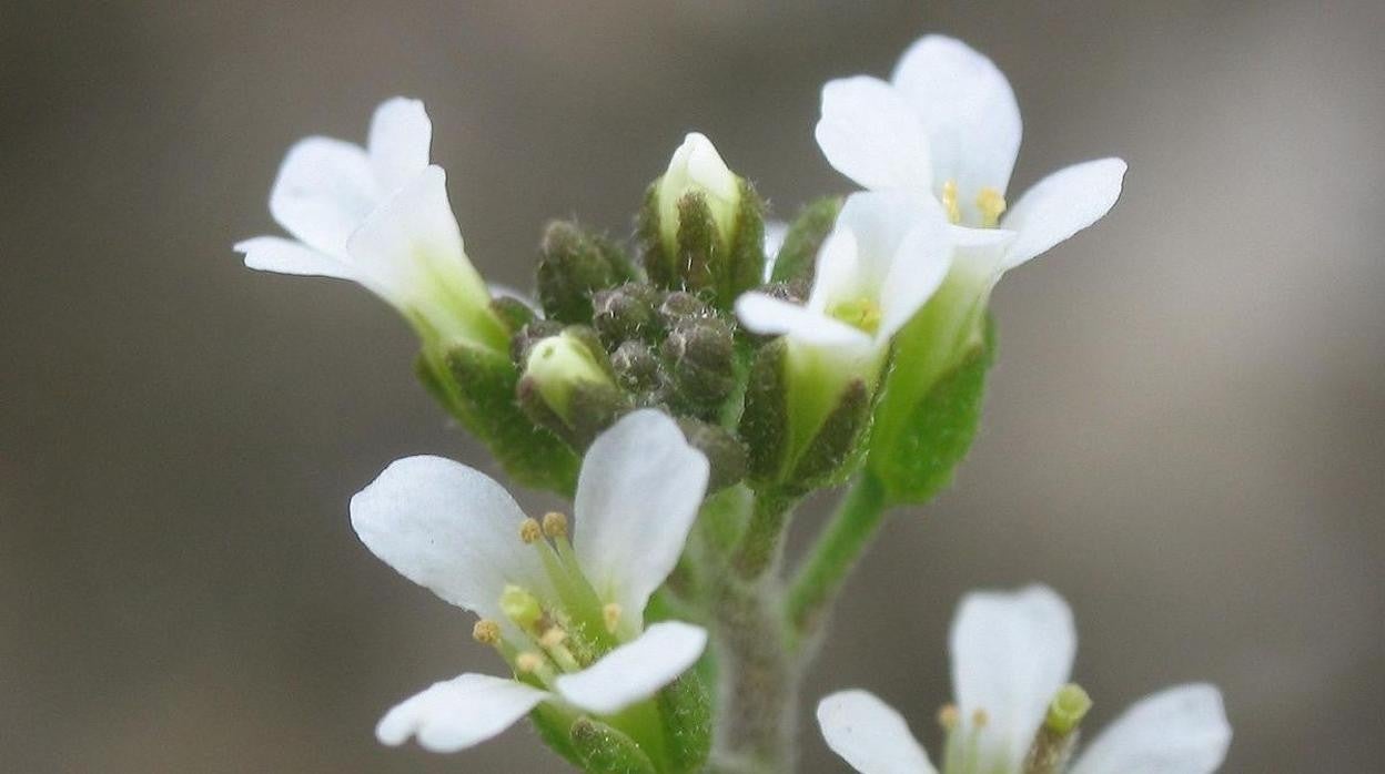 Arabidopsis thaliana, la planta investigada