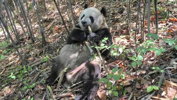 ¿Por qué los pandas están gordos si solo comen bambú?