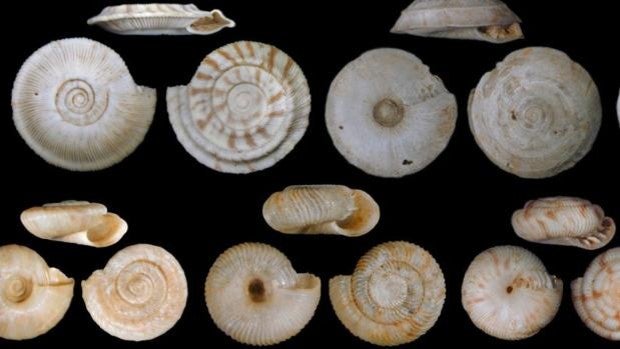 Biólogos hallan pruebas de que la sexta extinción masiva ha comenzado