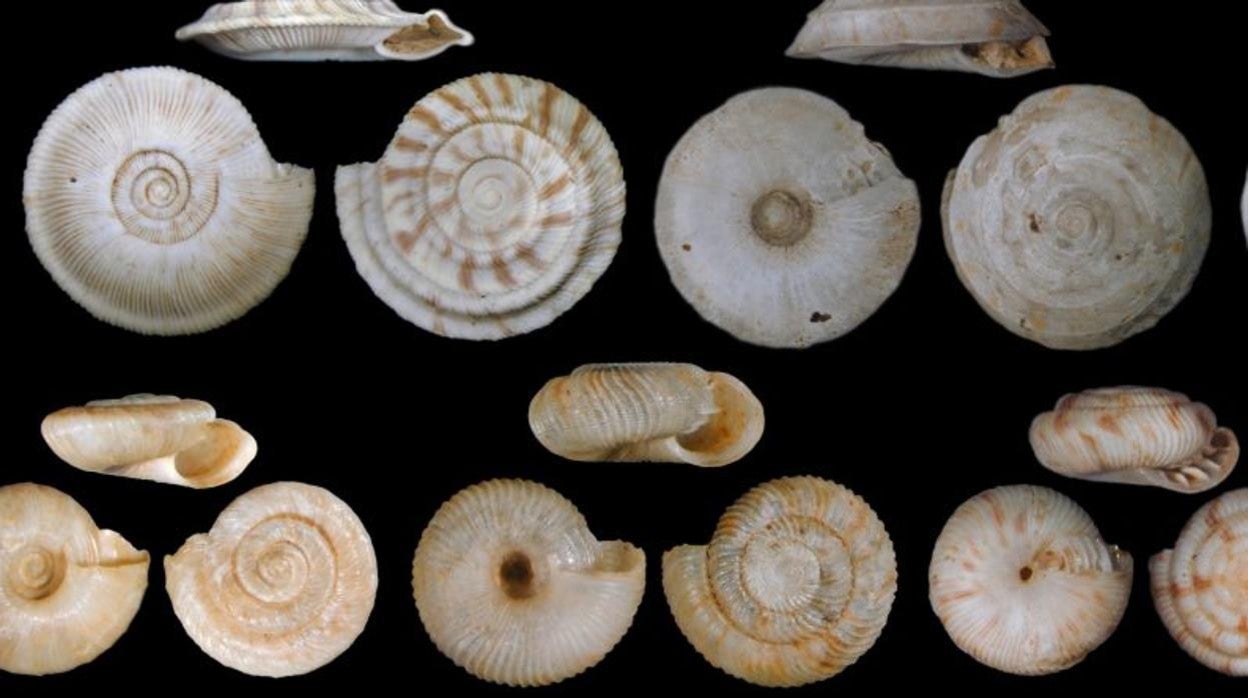 Conchas de caracoles terrestres de Rurutu (Islas Australes, Polinesia Francesa) recientemente extintas antes de que fueran recolectadas y descritas científicamente