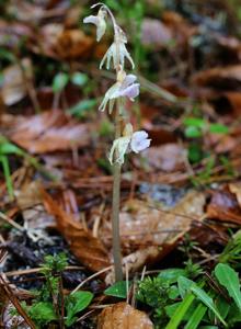 Orquídea fantasma