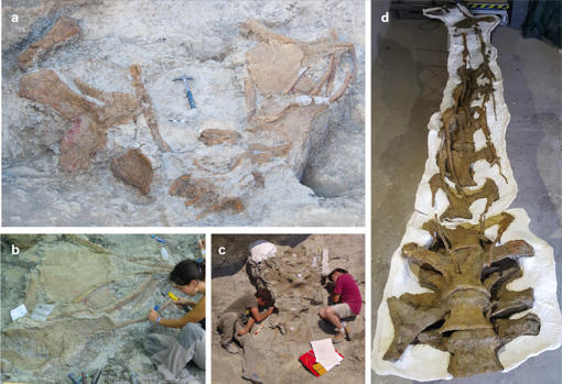 Imágenes de distintos restos fósiles de Abditosaurus kuehnei en el yacimiento de Orcau-1 (a), del proceso de excavación (b y c) y del cuello ya preparado (d)