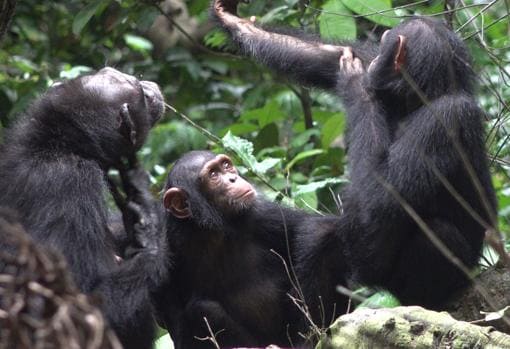 Los chimpancés 'Suzee', 'Sassandra' y 'Olive', en el parque nacional de Loango en Gabón