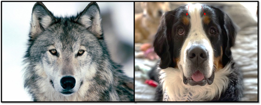 Un lobo gris salvaje (izquierda) y un boyero de Berna (derecha), que destacan algunas diferencias faciales comunes entre el lobo y los perros domesticados. La mayoría de las razas de perros domesticados tienen orejas planas, muestran una variedad de patrones y colores de pelaje y tienen un hocico más corto. Las flechas rojas indican un músculo elevador que no se encuentra en el lobo gris y que apoya la comunicación de la mirada entre perros y humanos