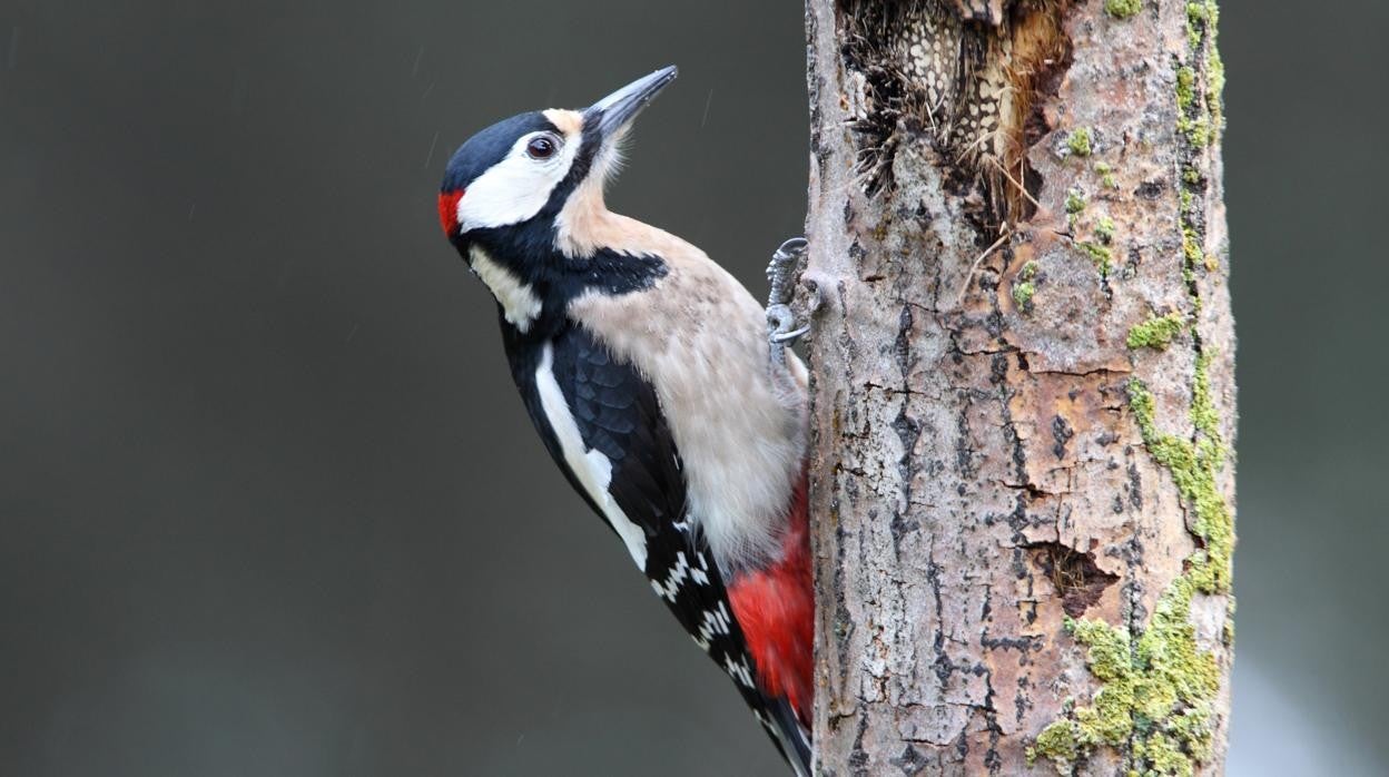 Un pájaro carpintero