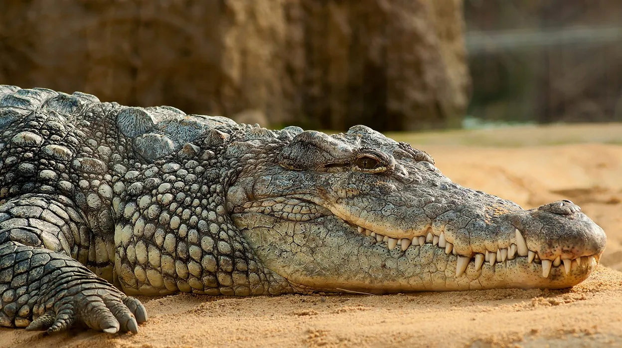 Los cocodrilos que vivieron en el Cretácico caminaban más erguidos que los  actuales