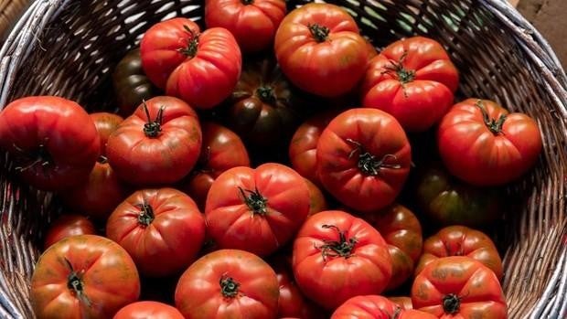 Tomates modificados producen tanta vitamina D como dos huevos