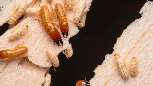 Una familia de termitas atraviesa los océanos del mundo 40 veces durante millones de años