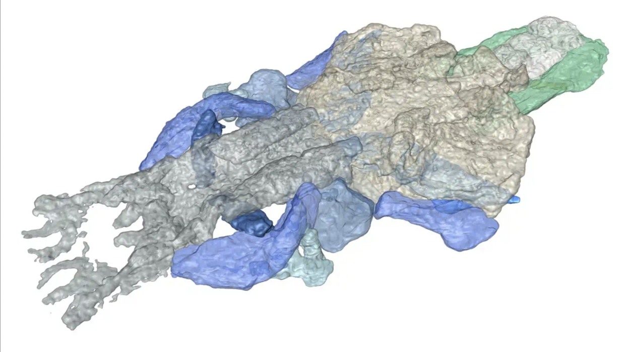 Una imagen en 3D de Paleospondylus gunni