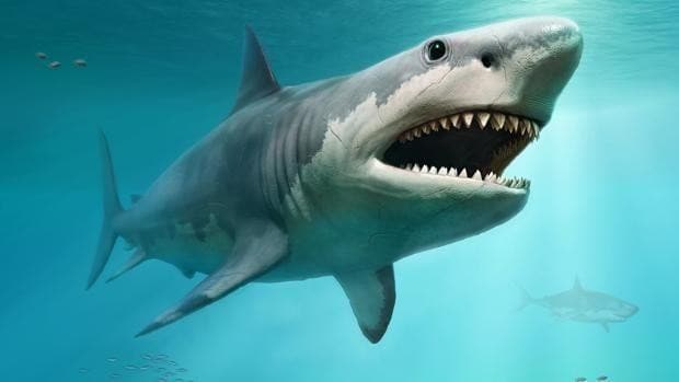 ¿Quién exterminó al megalodón, el tiburón más grande de todos los tiempos?