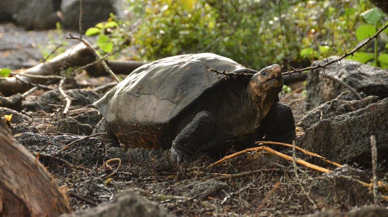 La tortuga gigante de Galápagos de la isla Fernandina