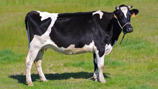 Diez cosas que ignoras sobre la carne