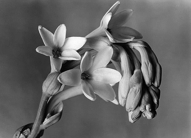 Imogen Cunningham, pasión por la botánica y el retrato