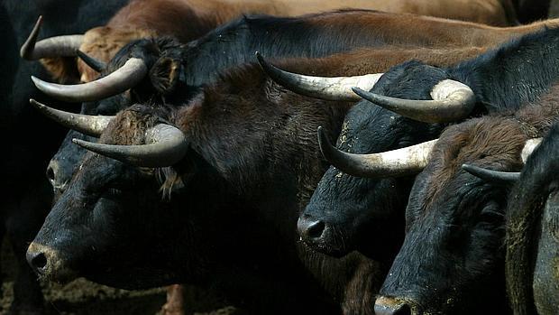 Los vecinos de Melgar de Fernamental votan «sí» a los toros