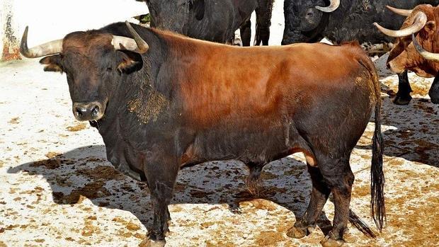 Uno de los toros que se lidiarán esta tarde