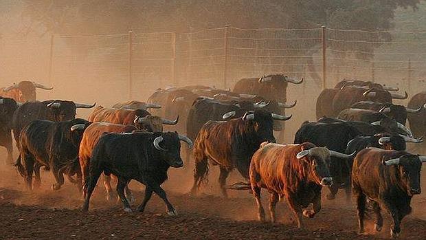 Aunque no votó ni un 3%, el PSOE de Coslada prohibirá los toros con dinero público