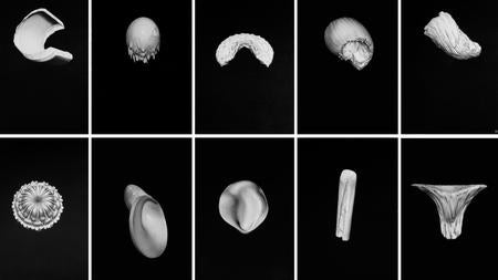 Detalle de una de las obras de «Lebensformen»