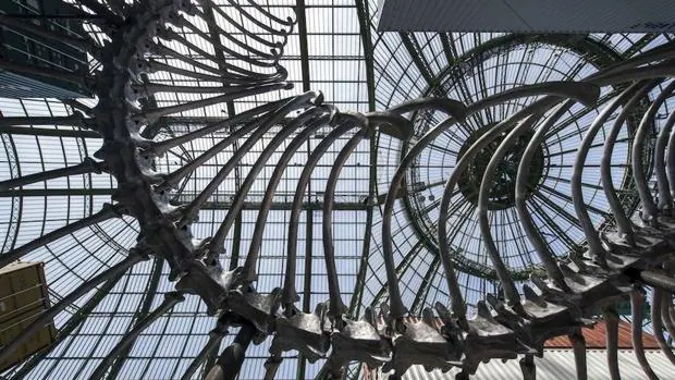 La «monstruosidad» monumental que se presenta este domingo en el Grand Palais