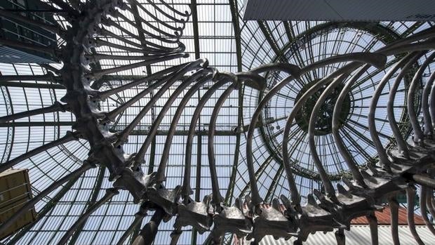 El esqueleto monumental de Huang Yong Ping expuesto en el Grand Palais