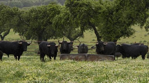 Algunos de los toros previstos para este San Isidro