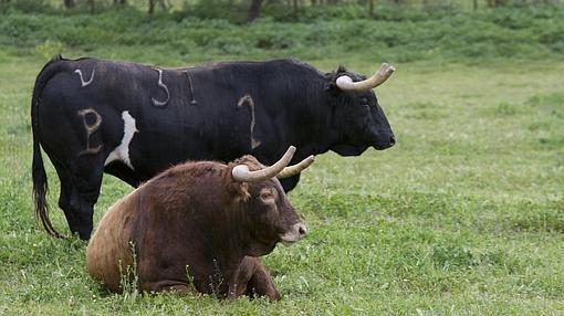 Dos toros de Alcurrucén para Madrid