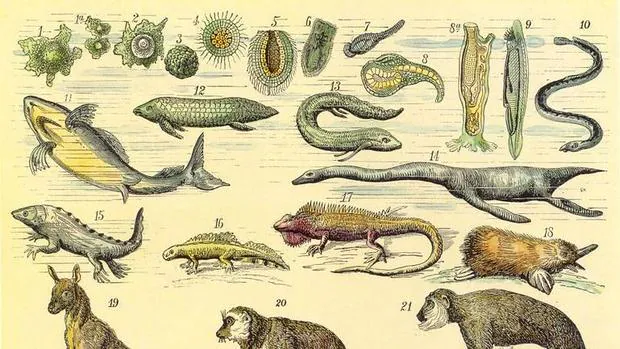 Detalle de la evolución humana según Ernst Haeckel (1834-1919)