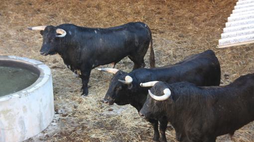 Toros en los corrales