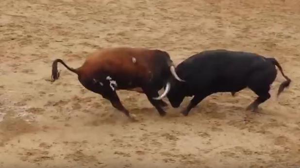 La imagen del vídeo de YouTube del impacto entre los toros