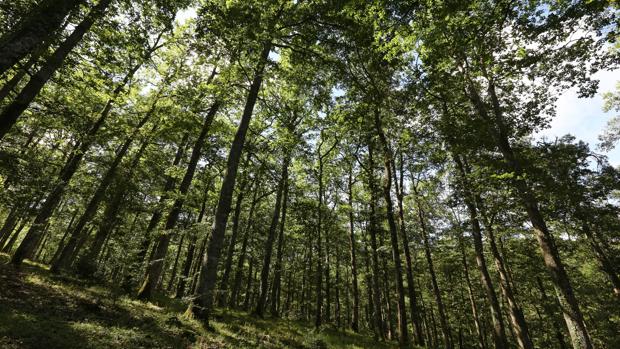 Bosque de robles en la localidad de Salinas de Léniz