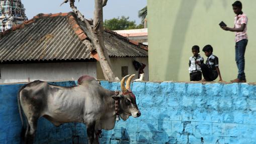 Unos niños observan «el toro en los corrales»