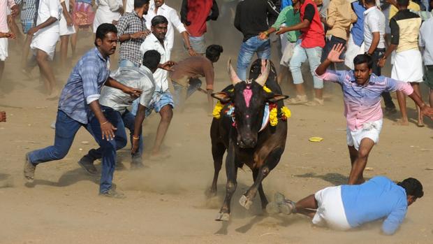 Miles de personas piden en la India que no se ilegalicen los toros