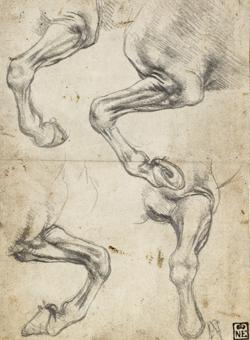 «Estudios de patas de caballos», de Leonardo da Vinci. Dibujo