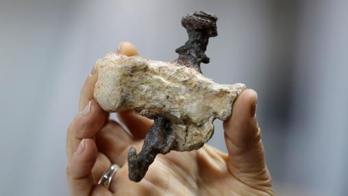 Segmento óseo atravesado por un clavo