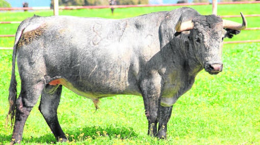 La belleza cárdena de un Victorino, «Estaquero» de nombre