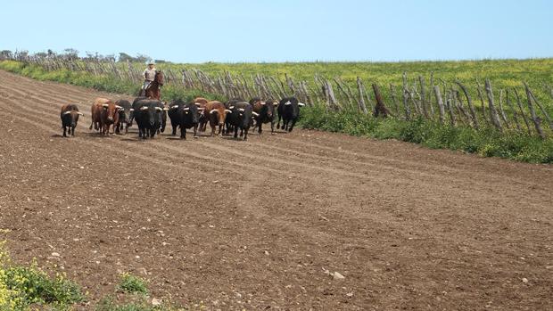 Los toros de Núñez del Cuvillo, en el campo