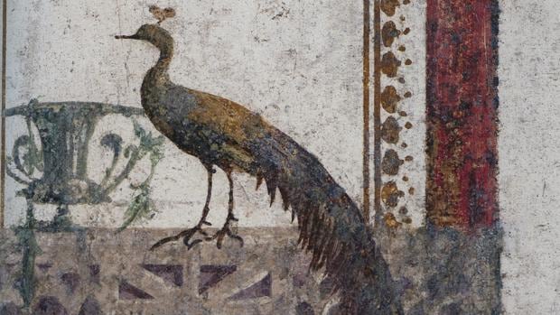 Pavo real en una de las pinturas del libro «Aquellas aves de Pompeya»