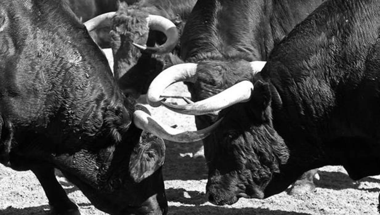 Toros de Alcurrucén en los corrales de Las Ventas