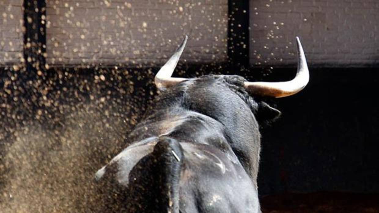 Paquirri se despide de Madrid con el toro «Investigadora»